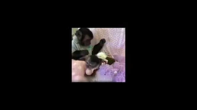 دوبله بیرجندی میمون ها