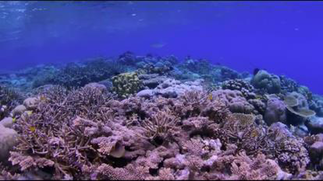 طبیعت زیبا