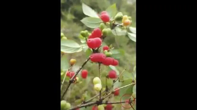 میوهای زیبا
