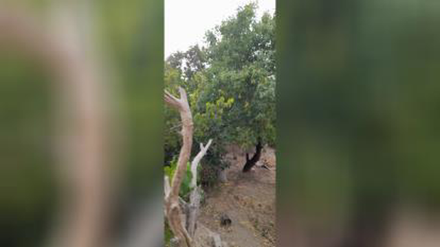 درختان میوه روستای دزیان
