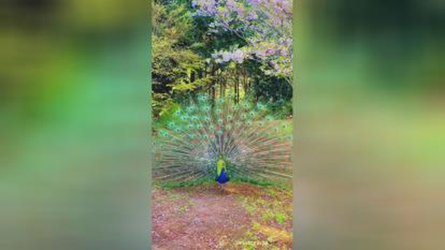 طاووس