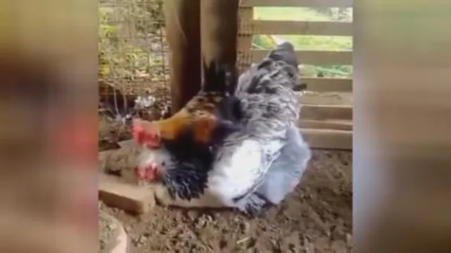 فقط قیافه مرغه 🤣🤣🤣🤣