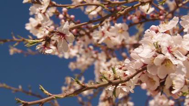 احمد نباتی یزدی