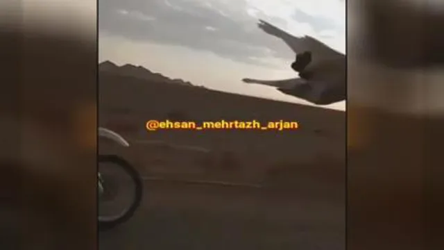 کبوتر وموتور