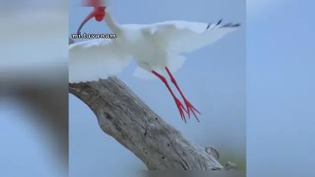 خودت باش