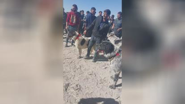 سگ بازی دراصفهان