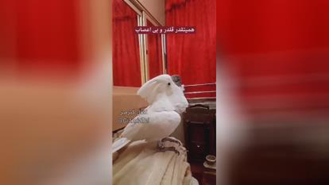 فیلم