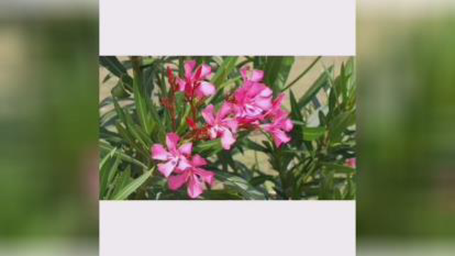 گل سرخ
