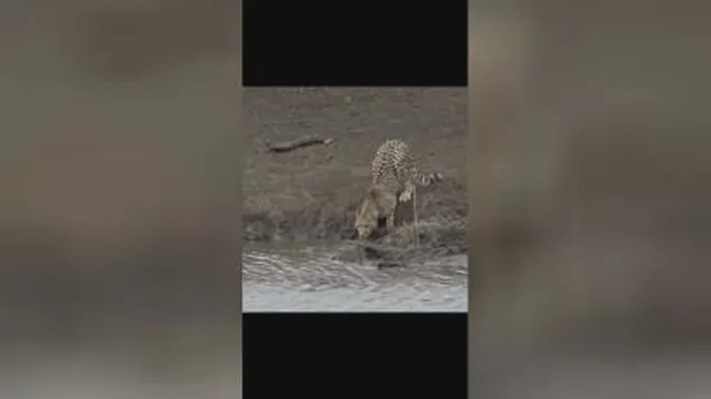 شکار یوزپلنگ