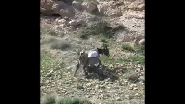 واژگونی الاغ از کوه😂