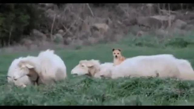 نگهبانان گله در عصرجدید🤣