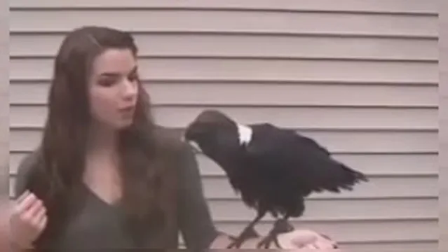 عجب کلاغی