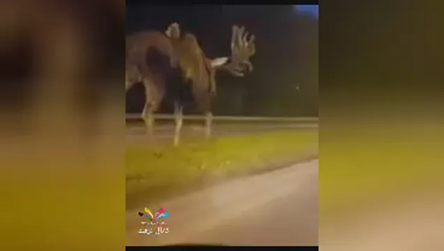 موس آلاسکای . غول پیکر در جاده لسآنجلس