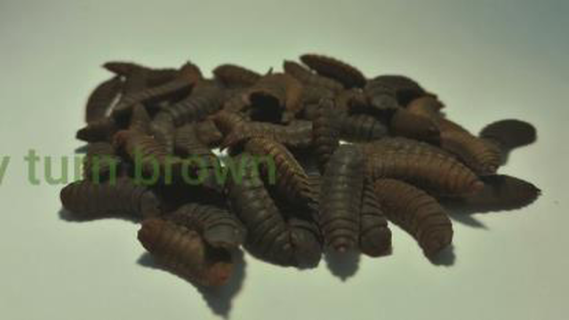 دوره زندگی مگس سرباز سیاه