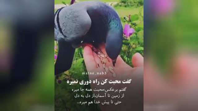 محبت