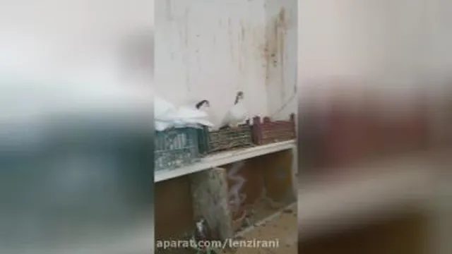 جفت قشنگ