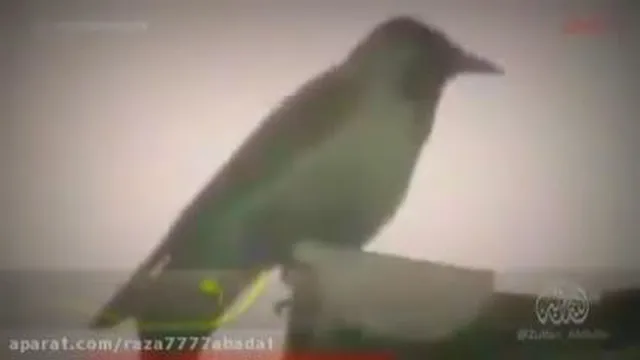 بدون عنوان