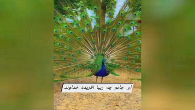 ای جانم چه زیبا افریده خداوند
