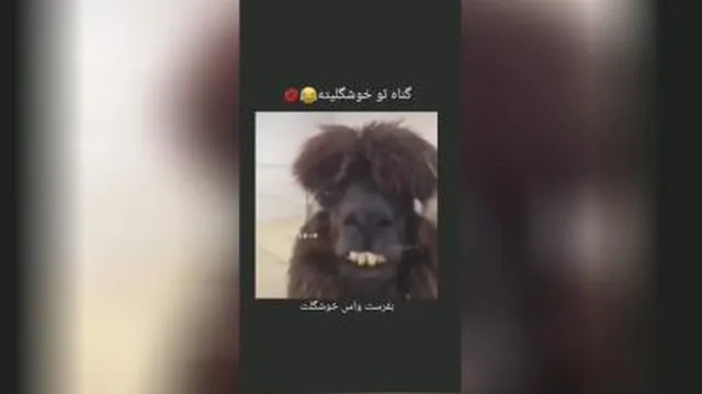 بفرست واسه رفیقت 😁🤣✋