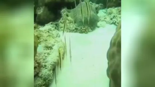 اینا ماهی هستن😄😄