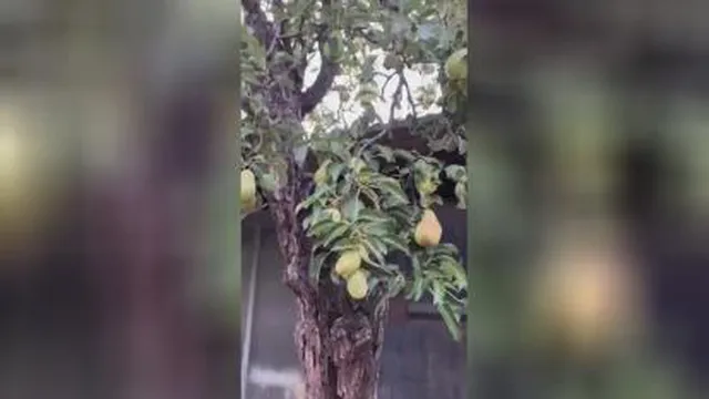 اگر نا امیدی ببین