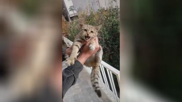 گربه