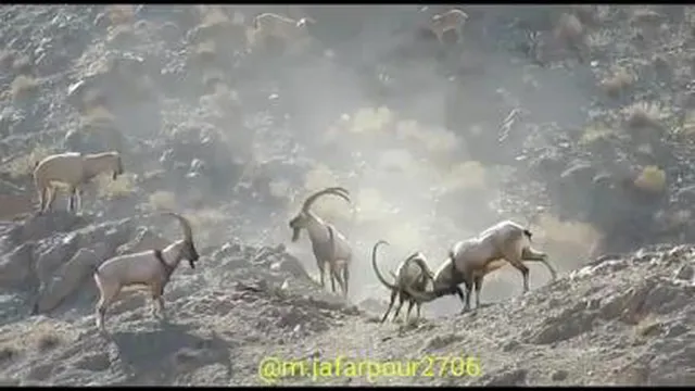 حیات وحش