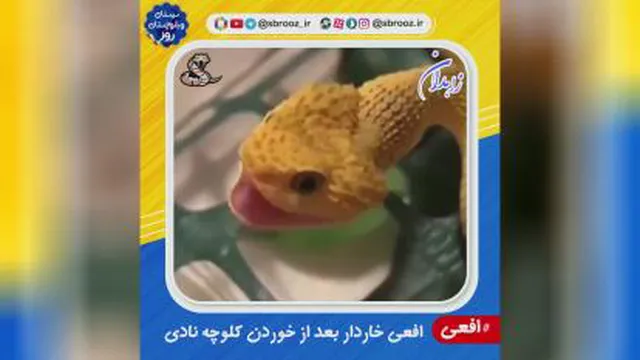 افعی بعد از خوردن کلوچه نادی