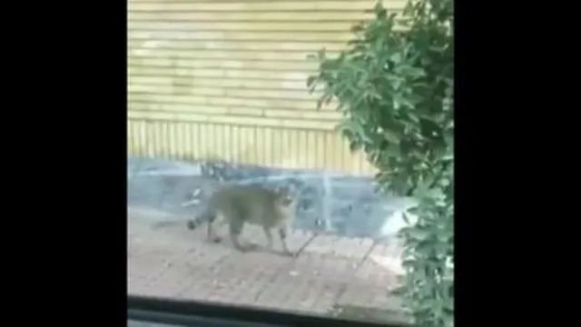 طنز