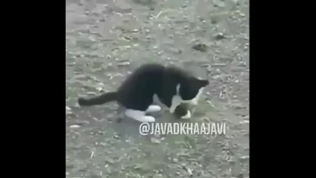 جواد خواجوی 4