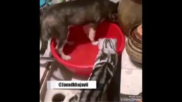 جواد خواجوی2