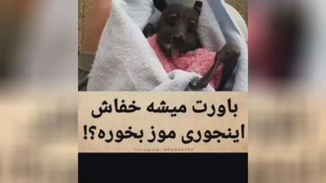 باورت میشه خفاش اینجوری موز بخوره