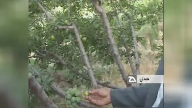 باغ شگفت انگیز