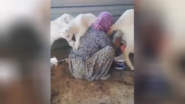 شیر سهم اینا رو داره میدوشه!!!