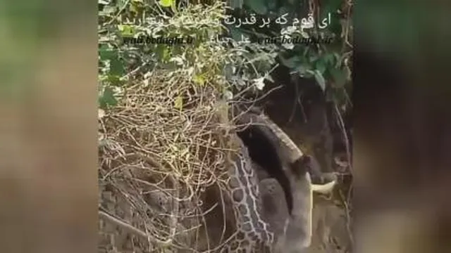 یک روز شکارنده و یک روز شکارید!!!