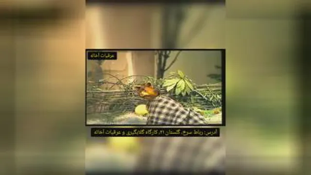 تیزرتبلیغاتی گلاب وعرقیات اخاله