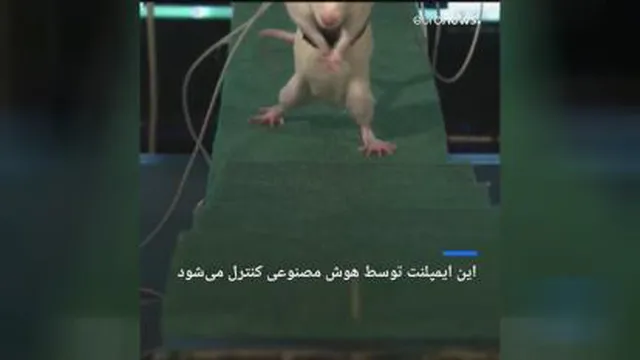 فلج نخاعی با الکترودهای کاشته شده در ستون فقراتش راه رفت