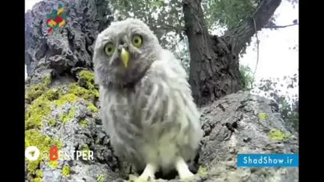 کودک