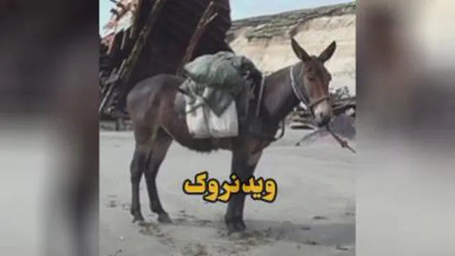 فرار از قاش 🤣🤣