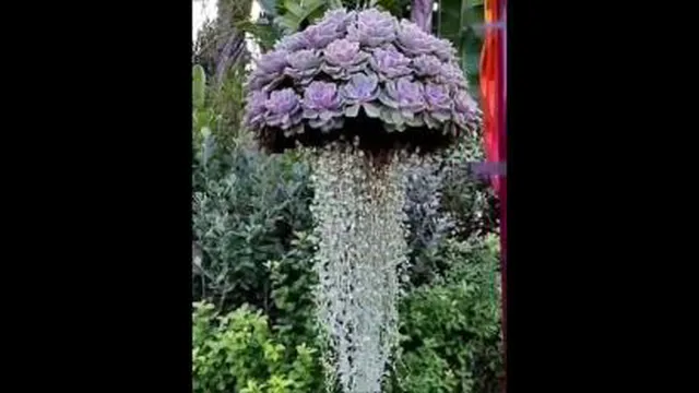 گل های زیبا