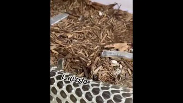 پوست عوض کردن مار