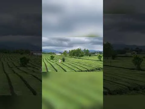 همانند بهشت | just like heaven