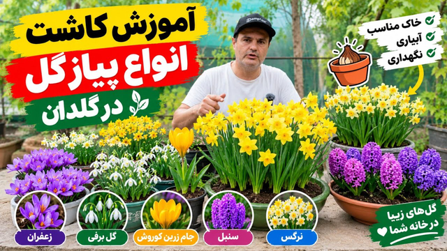 آموزش کاشت انواع پیاز گل در گلدان 🌱 | کاشت پیاز نرگس، سنبل، زعفران، گل برفی و جام زرین و غیره