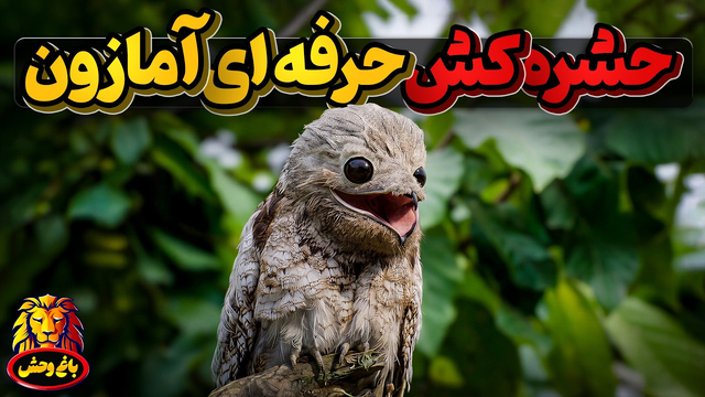شب زی 48 میلیون ساله ، ازاولین پرنده های زمین بعد از نابودی دایناسورها