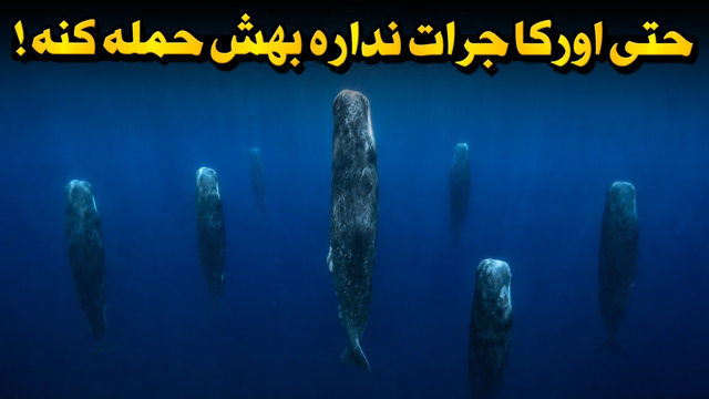 نهنگ عنبر؛ غولی که اعماق اقیانوس را تسخیر کرد
