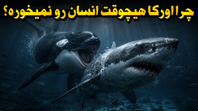 چرا اورکا با وجود قدرت باورنکردنی، انسان را شکار نمی‌کند؟