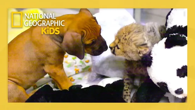 دوستی‌های غیرمنتظره حیوانات — قسمت کامل: توله‌ی یوزپلنگ و عشقِ توله‌سگ | Nat Geo Kids