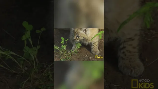 قلبم آب شد! بچه‌های بوبکتِ دوست‌داشتنی 😻