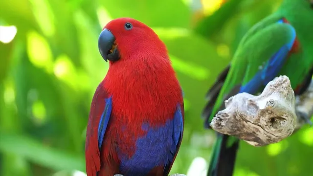 صداهای زیبای خرازی پرندگان | آرامش طبیعت آرامبخش