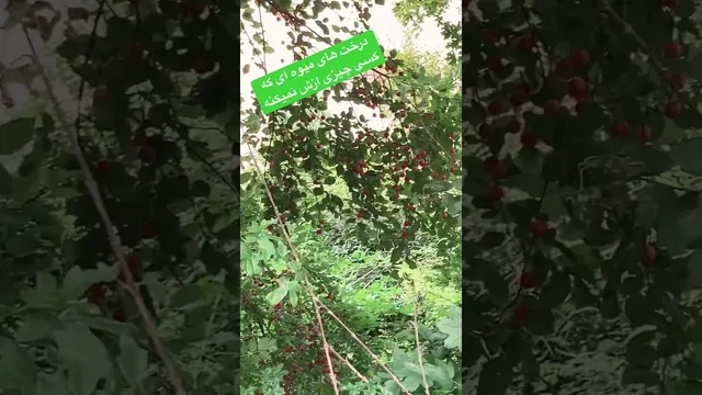 سفر به طبیعت بکر آلمان و تجربه گیلاس‌های خوشمزه
